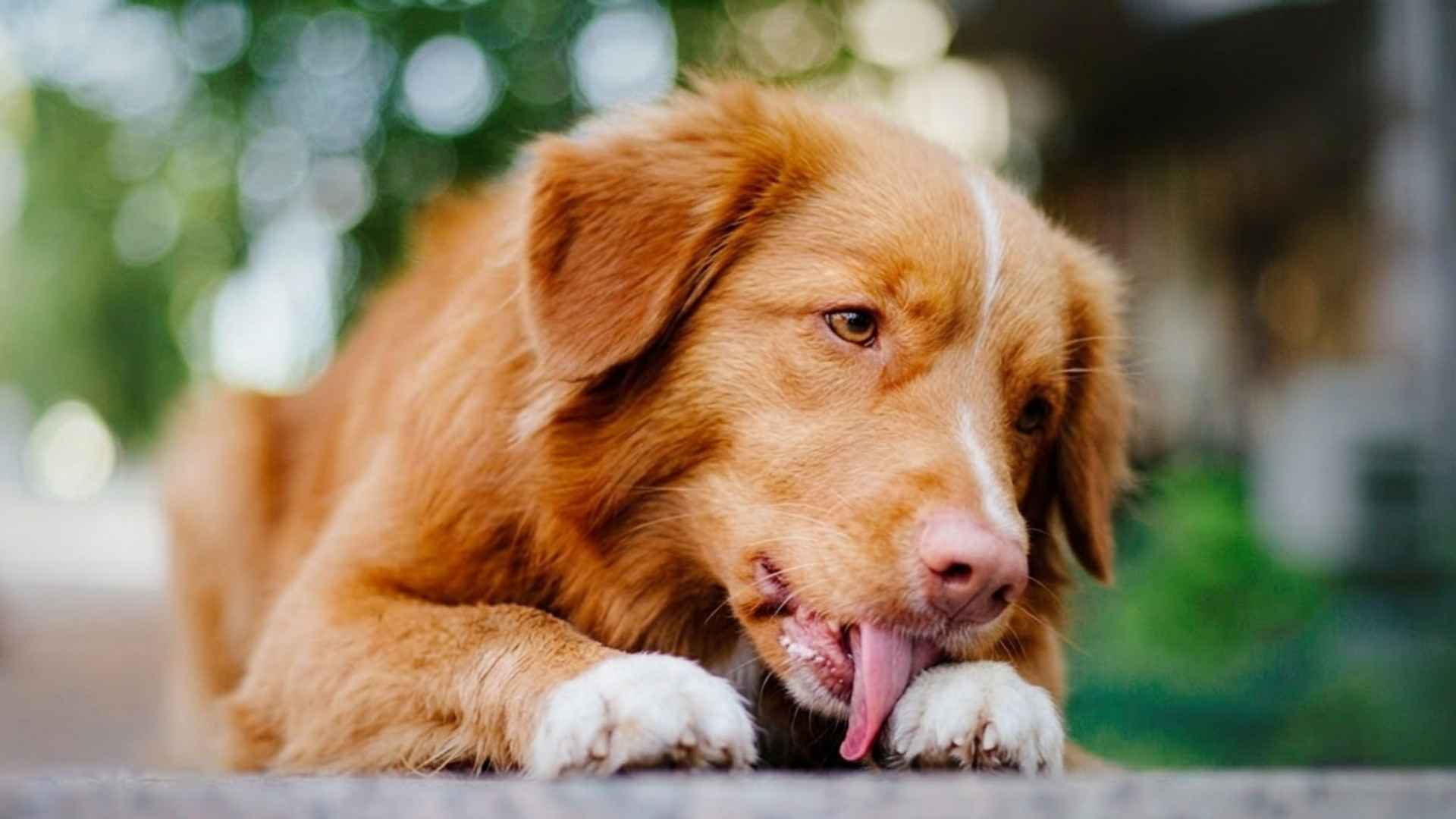 Perro se lame las patas